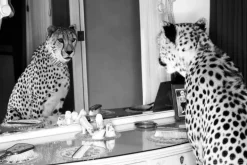 Cheetah looking in mirror