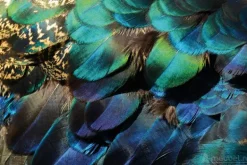Colorful Peacock Feathers