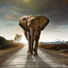 Elephant Walking On Road