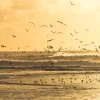 Flying Seagulls