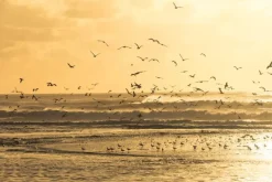 Flying Seagulls