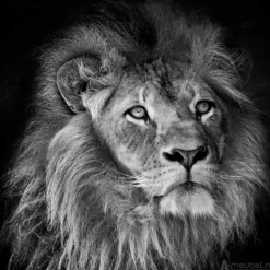 Lion Close-up I