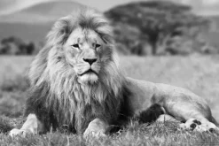Lying Lion B&W