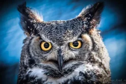 Owl portrait