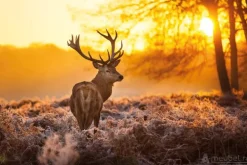 Red Deer In Morning Sun