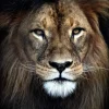 Strong Lion