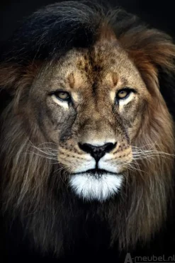 Strong Lion