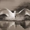 Swan
