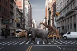 To The Zoo
