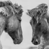 Workhorses