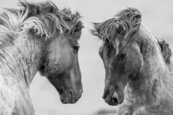 Workhorses